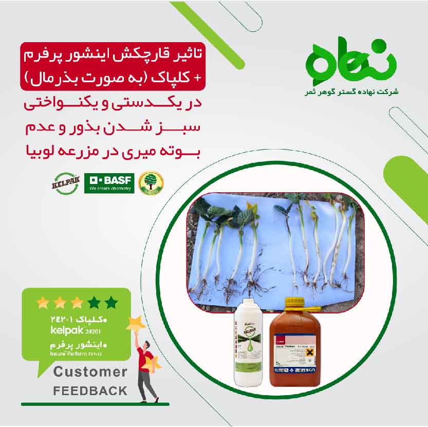  تاثیر قارچکش اینشور پر فرم کلپاک ( به صورت بذر مال )